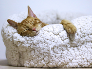 Sleeping cat
