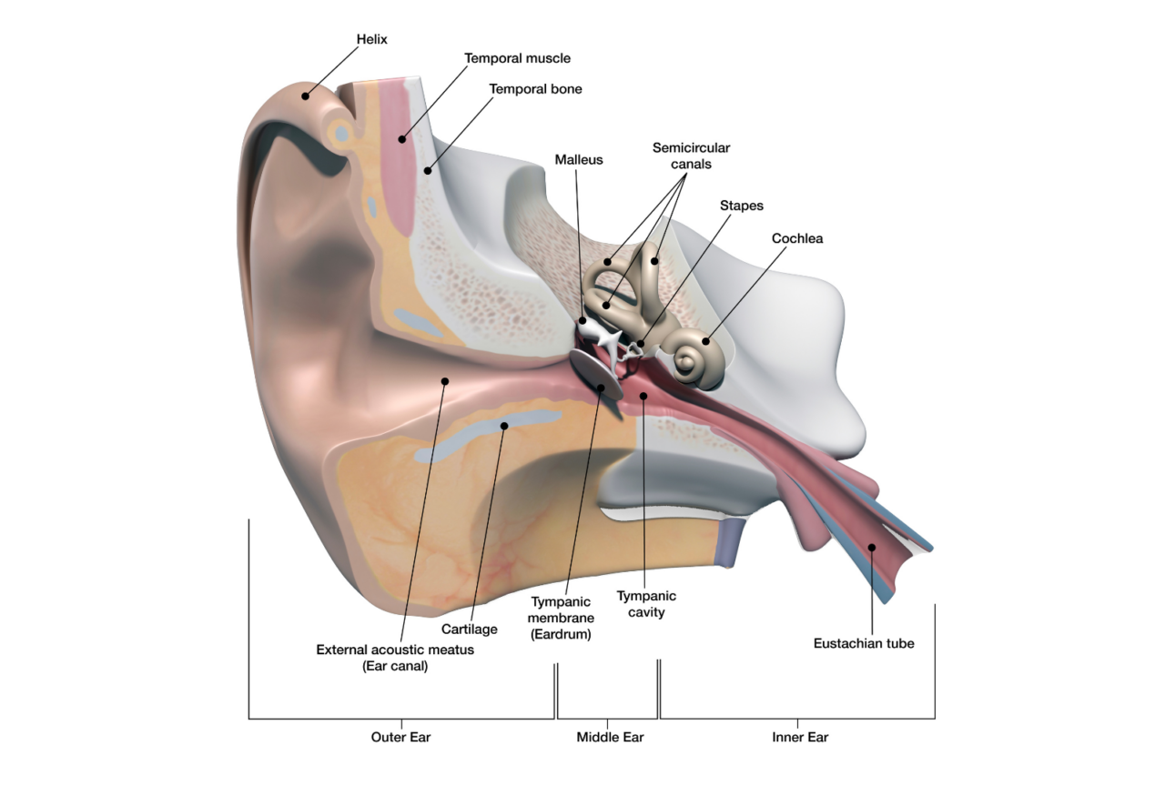 TMJ-Related Hearing Loss