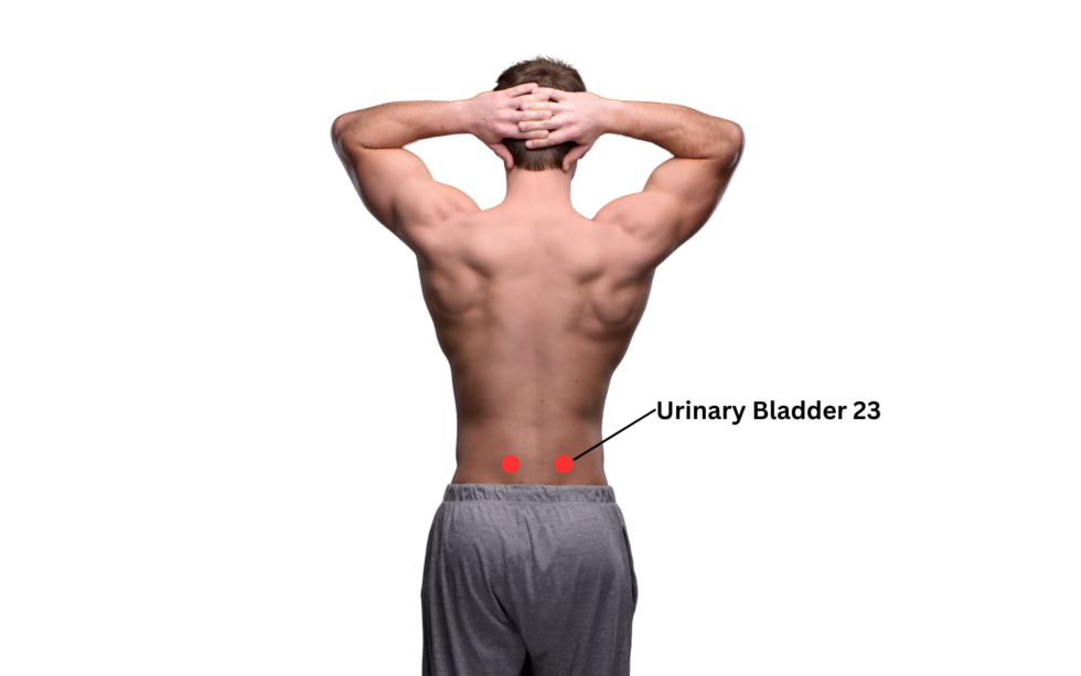 Urinary Bladder 23