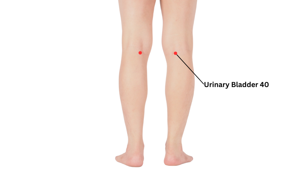 Urinary Bladder 40