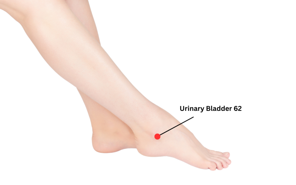 Urinary Bladder 62