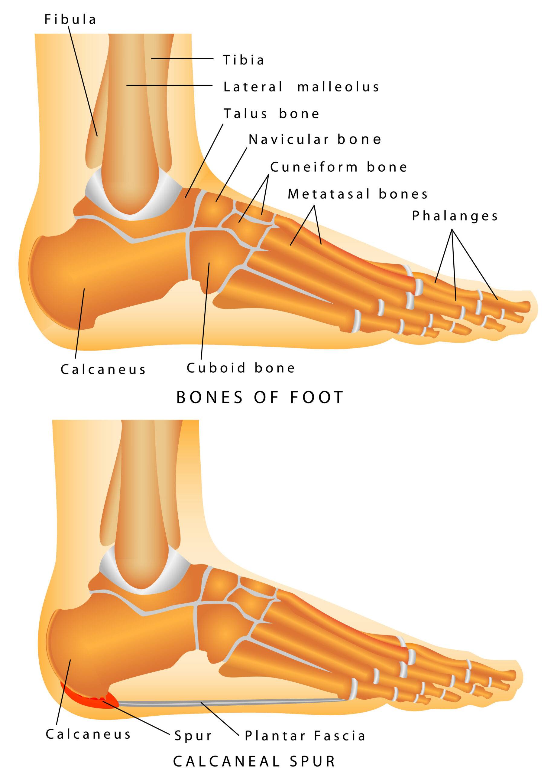 Foot Anatomy