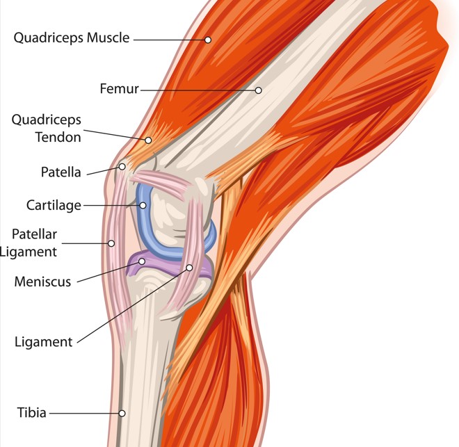 knee anatomy